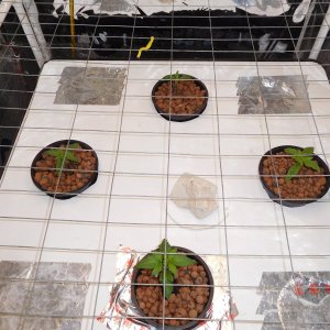 FDOG Day 10 veg (1).JPG