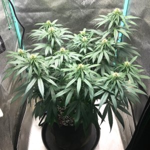 GM Clone 3-31-23 F22.jpg