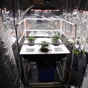 AG Day 25 veg (3).JPG