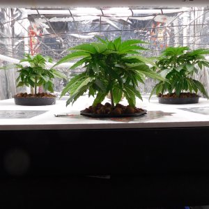 AG Day 25 veg (2).JPG