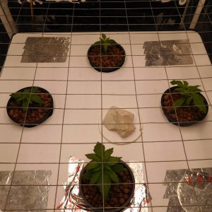 FDOG Day 12 veg (1).JPG