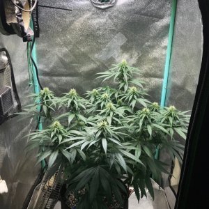 GM clone tent 4-2-23 F24.jpg