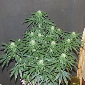 GM clone 4-2-23 F24.JPG