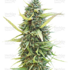 Herbies Seeds Columbian Gold.png