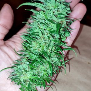 bud_in_hand1.jpg