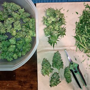 GMG_top_buds_trimmed1.jpg