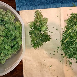 GMG_lower_buds_trimmed1.jpg