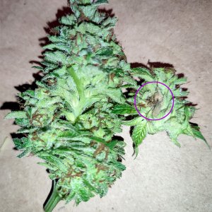 budrot_closeup3.jpg