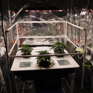 AG Day 27 veg (4).JPG