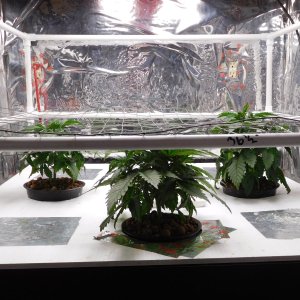 AG Day 27 veg (3).JPG