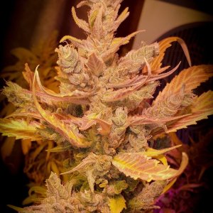 Cafe Racer by Blimburn Seeds - Goal.jpeg