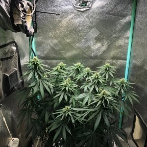 GM clone 4-4-23 F26.jpg