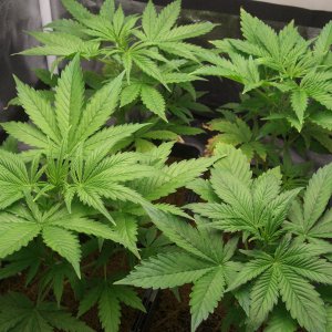 auto-norther-lights-coco-4weeks.JPG