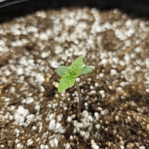 seedling2.jpg