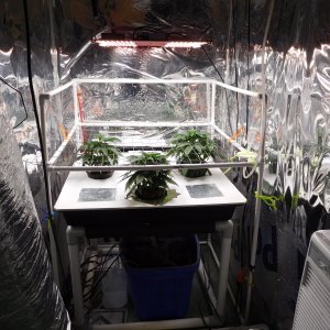 AG Day 29 veg (4).JPG