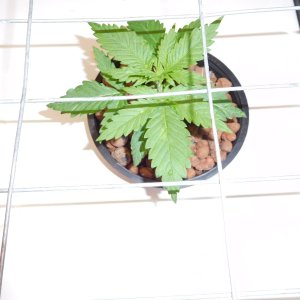 FDOG Day 16 veg  (2).JPG