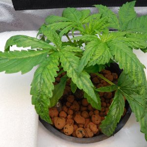 FDOG Day 16 veg  (1).JPG