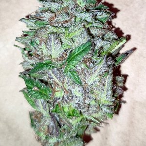 GMG_purple_bud1.jpg