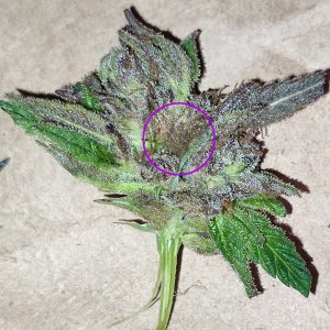 GMG_purp_budrot1.jpg