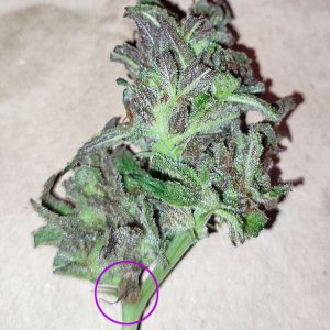 GMG_purp_budrot3.jpg