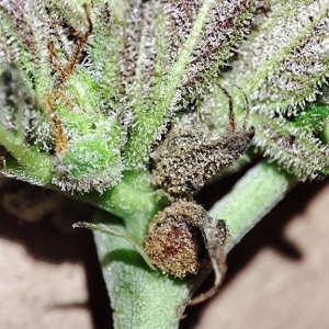 GMG_purp_budrot4.jpg