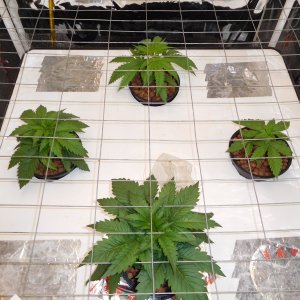 FDOG Day 18 veg (1).JPG