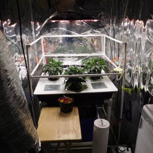 AG Day 31 veg (1).JPG