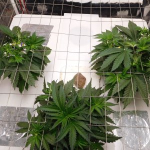 AG Day 31 veg (4).JPG