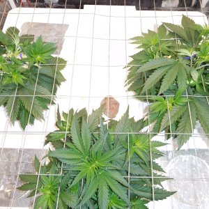 AG Day 31 veg (2).JPG