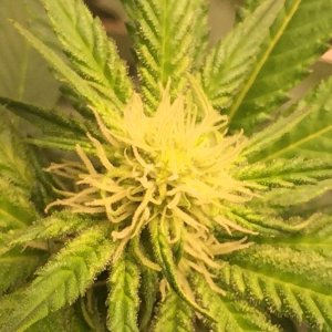 Fuel D.OG week 3 flower.JPG