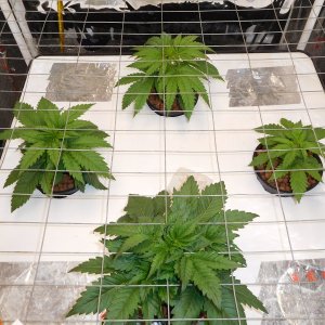 FDOG Day 20 veg (1).JPG