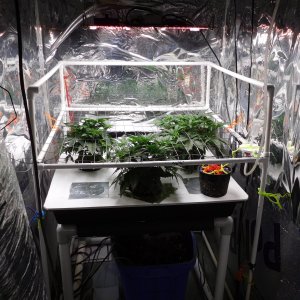 AG Day 33 veg (4).JPG