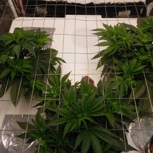 AG Day 33 veg (3).JPG