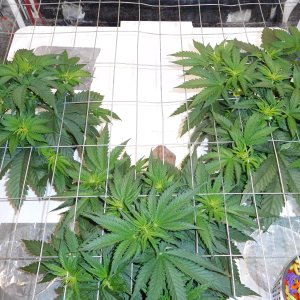 AG Day 33 veg (2).JPG