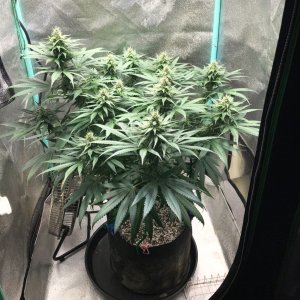 GM clone1 4-10-23 F32.jpg