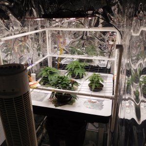 FDOG Day 22 veg (6).JPG