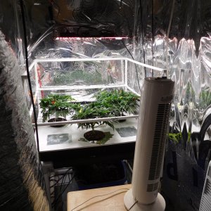 AG Day 35 veg (5).JPG