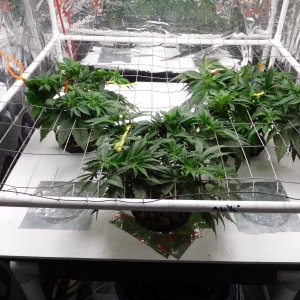 AG Day 35 veg (4).JPG