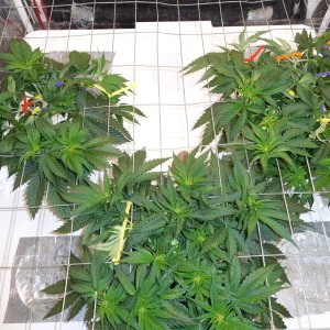 AG Day 35 veg (3).JPG