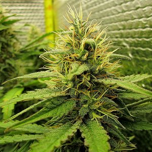 ATF Bud 4-11-23.jpg