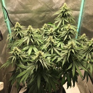 GM clone 4-12-23 F34.jpg