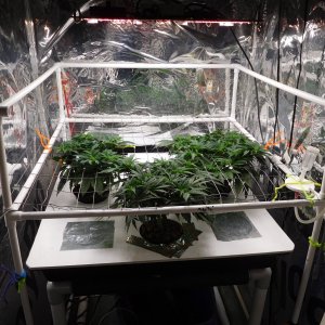 AG Day 37 veg (4).JPG