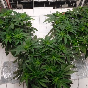 AG Day 37 veg (3).JPG