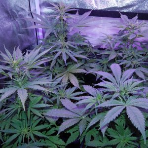 auto-northern-lights-starting-flower.JPG