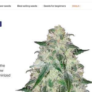 Screenshot 2023-04-13 at 21-11-30 ᐅ Lamb's Bread seeds • Feminized • Weedseedsexpress.png