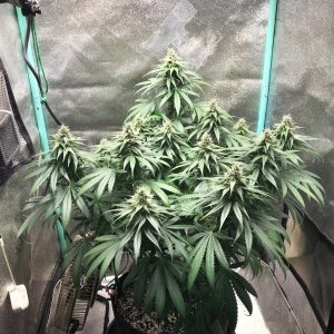 GM clone 4-14-23 F36.jpg