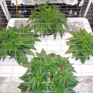 FDOG Day 25 veg (2).JPG