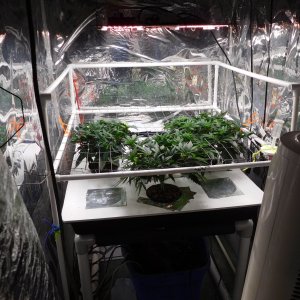 AG Day 38 veg (2).JPG