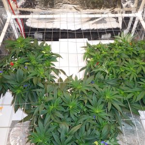 AG Day 40 veg (1).JPG