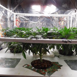 AG Day 40 veg (2).JPG